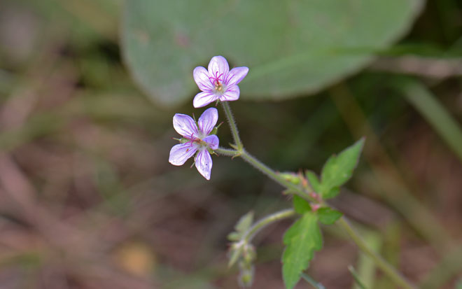 Flower close-up; Geranium richardsonii Flower close-up; Geranium richardsonii